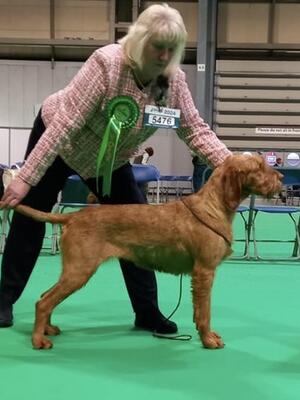 CRUFTS 2024 BOB