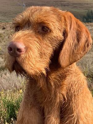 Handsome GEORGE