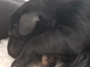 one of the pups