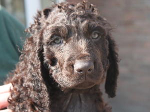 one of the pups