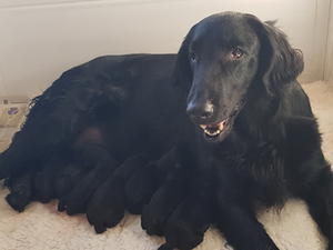 Breeze and her pups
