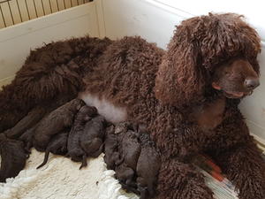 Magic and pups