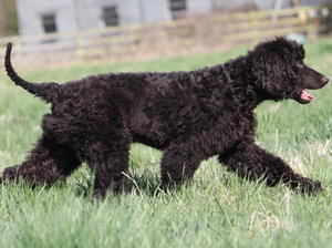 Morven as a pup