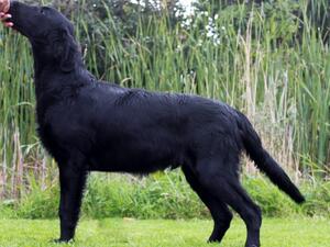 Jarl as a Pup