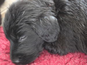 sleeping pup