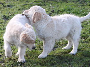 Mhairi's grandchildren