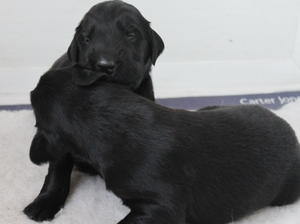 the pups