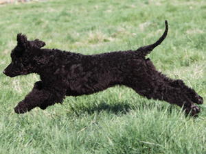 Morven as pup