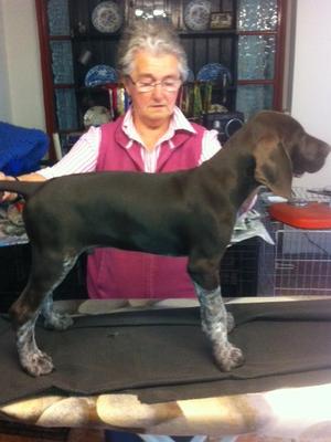 Pedigree KC Registered German Shorthaired Pointer Puppies in EPWORTH, S