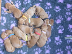 Puppies at two days