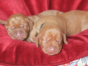 Fenn's puppies at 2 days