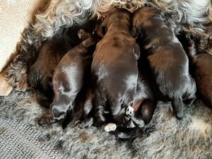 Feeding time at the zoo