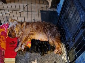 Feeding time at the Zoo
