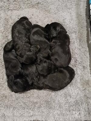 Puppy pile