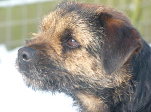 Head shot of trouble at 20 mths old
