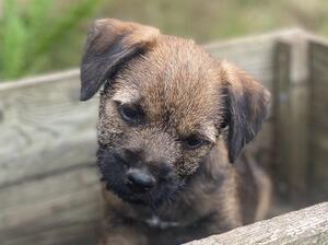 Pup 2