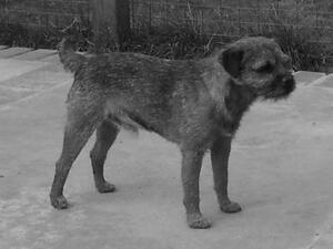 Murphy
