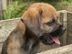 Pup 1