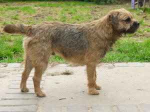 Sire Bramblebee Dent