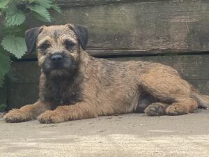 Drover