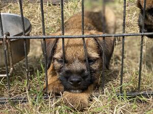 Pup 3