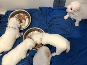Kinki Minkis Puppies