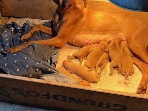 4 days old