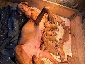 mother and puppies