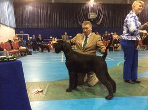 Schnauzer club of Great Britain March 2018 RCC