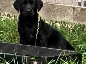 Puppy in Sunshine
