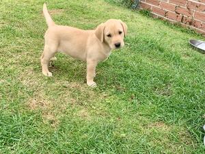 Puppy
