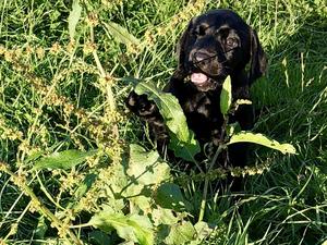 Puppy in Garden