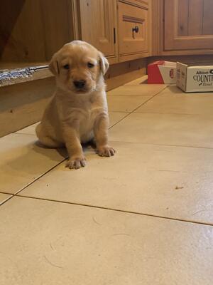 Puppy