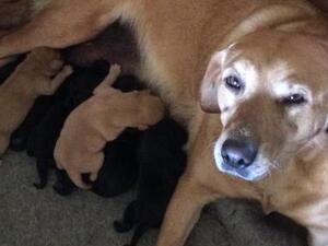 Winnie and her pups