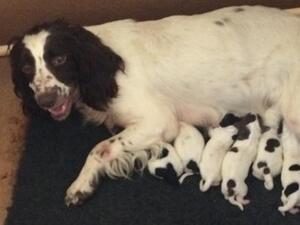 Evie and her pups
