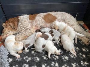 Luna with pups
