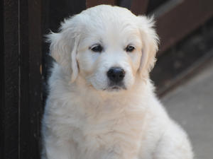 Sakina male puppy - Charlie