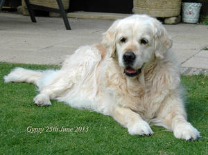 Gypsy