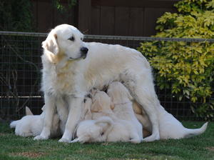 Sakina and her 8 puppies