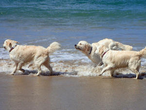 Our dogs
