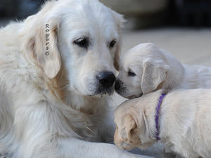 SAKINA WITH HER 2015 PUPPIES