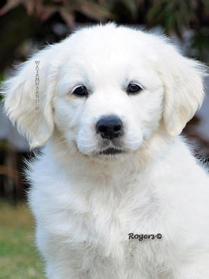 Sakina puppy