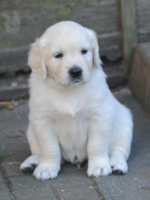Chunky pale Puppy