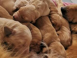 frankys litter
