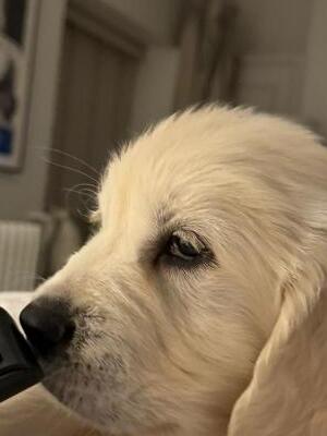 boy from lunas previous litter