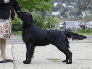 Sire - Calzeat Made by Sweden
