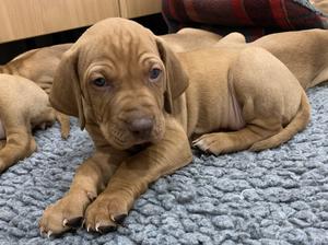 Puppies at 4 weeks old