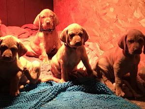 Puppies