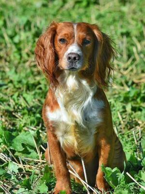Sire - Kerdat Playboy of Brookquarry (Trevor)