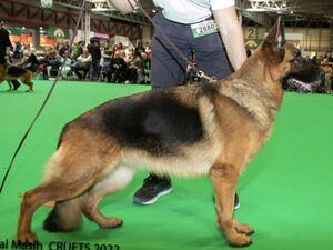 Reserve Best Female Crufts 2022